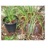2 Day Lilies Metal Pot 12" T