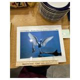 American birds coffee table book