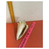 Conch Shell