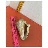 Conch Shell