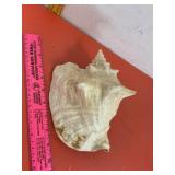 Conch Shell