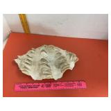 Clam Shell