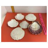Scallop Shells