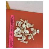 Sea Shells