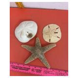 Star Fish Sand Dollar & Sea Biscuit