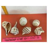 Striped Tun & Conch Shells
