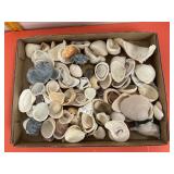 Flat Of Sea Shells