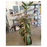 Faux Rubber Plant in Planter Box