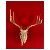 10-Point Whitetail Deer Skull & Antlers
