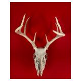 9-Point Whitetail Deer Skull & Antlers
