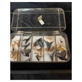 Lot of fossilized, sharks teeth