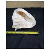 Conch Shell