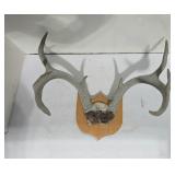 Antler Wall Mount