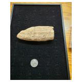 Fossilized Walrus Tusk  7+ Oz   5-2