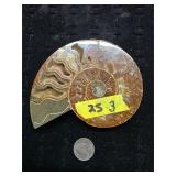Cut and Polished Ammonite Fossil  25-3