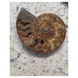 Cut Ammonite about 5'   25-1