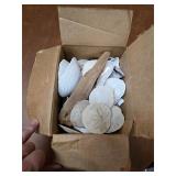 Sand dollars and seashells. T64