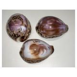 Lot 3 Hand Carved Purple Top Tiger Cowrie Seashell