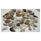 Group of Natural Seashells