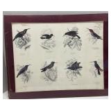 Vintage print of Hummingbirds  - Stewart Delf