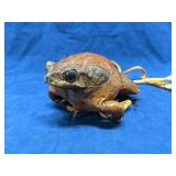 Vintage Taxidermy Frog coin purse