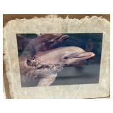 Two Framed Photographs of Dolphins