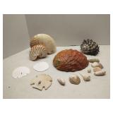 Group of sea shells