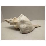 Giant Horse Conch Shell 15'