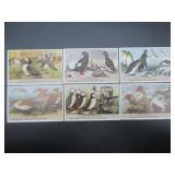 Diving Birds - Liebig