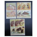 Exotic Rodents - Liebig