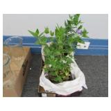 Two Live Plants