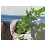 One Live Plants