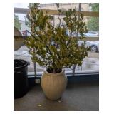 Plant in Pot