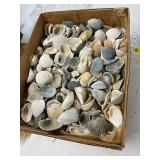 box of sea shells