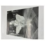 marilyn monroe picture
