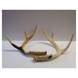 Set of Deer Antlers