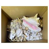 Bath…Large collection of sea shells, see pictures for details.
