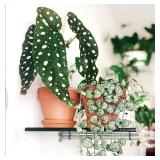 Terracotta Pots 8 Inch(2 Pack)  Large Clay Pots fo