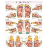 Reflexology Poster (22 x 28 inches): Laminated...