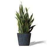 Indoor/Outdoor Planter