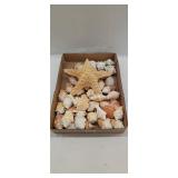 Assorted conch seashells and starfish