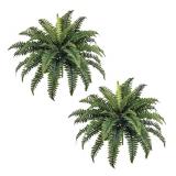 2 Forest Prince Artificial Boston Ferns