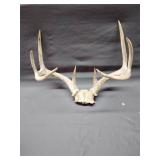 8 point whitetail deer antlers