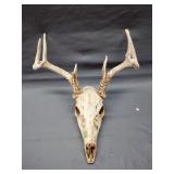 8 point whitetail buck skull mount