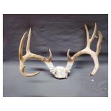 11 point whitetail deer antlers