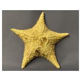 Large Dried Starfish 11'