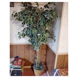 Artificial Variegated Fig Tree in Basket w/Lights