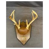 Whitetail Deer Antler Plaque Taxidermy Mount