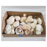 Flat of Sea Shells