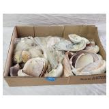 Flat of Sea Shells